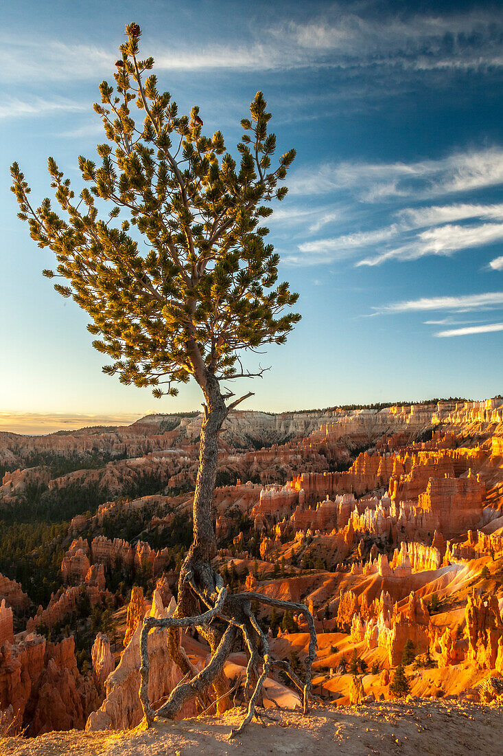 USA, Utah, Bryce-Canyon-Nationalpark. Sonnenaufgang auf Ponderosa-Kiefer und Schlucht