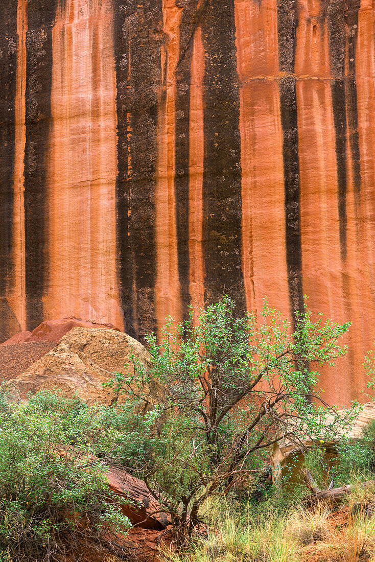 USA, Utah. Capitol Reef National Park, mineralbefleckte Wände aus Wingate-Sandstein bilden über Felsbrocken kräftige Streifen, die als Wüstenlack bezeichnet werden.