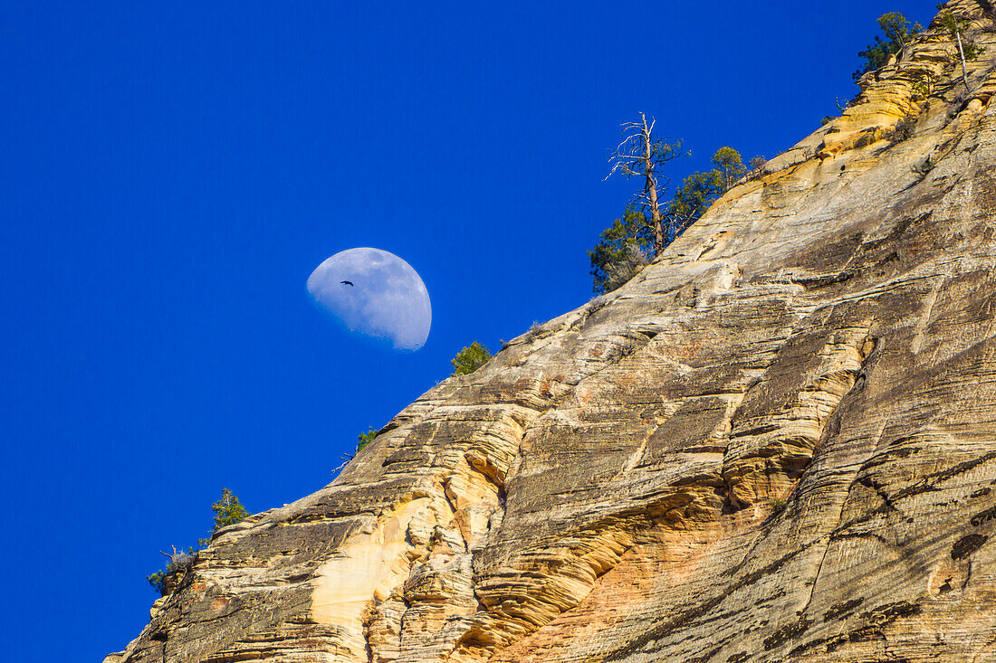 USA, Utah, Partial moon appears near the sandstone cliffs of Zion National Park.