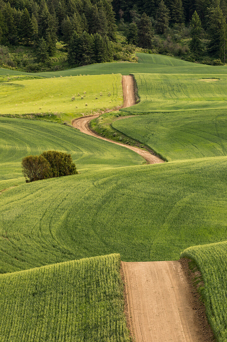 Dirt road winding over rolling green wheat fields, Palouse region of eastern Washington.