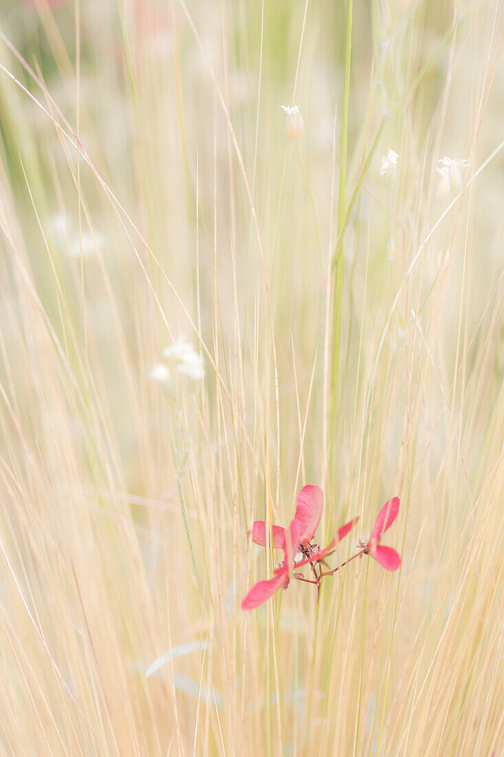 USA, Washington State, Seabeck. Maple tree seed in tall grass