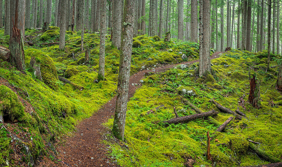 USA, Staat Washington, Olympic National Forest. Panorama des Lower Dungeness Trail im Wald