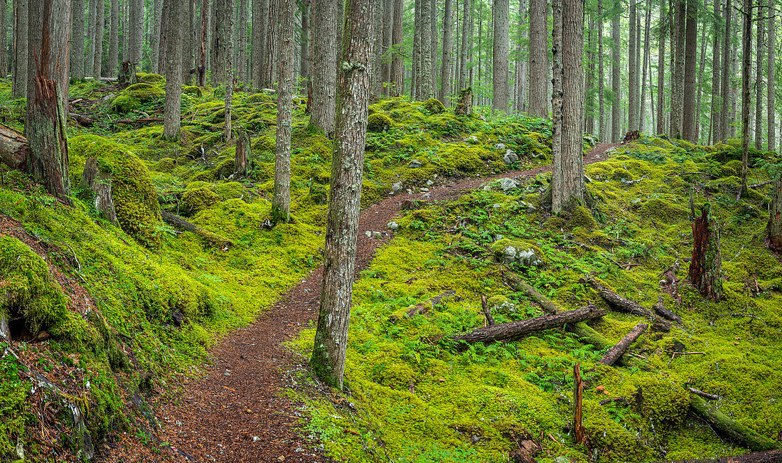 USA, Washington State, Olympic National Forest. Panoramic of Lower Dungeness Trail in forest
