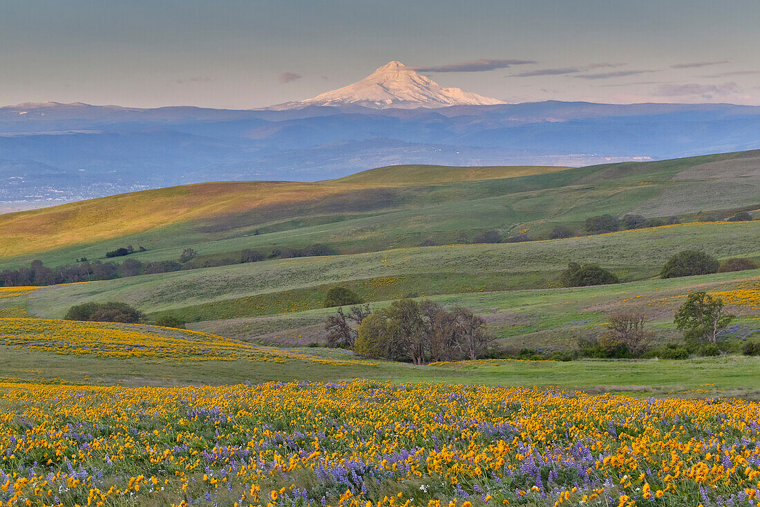 Sunrise und Mt. Hood Frühlingsblüte mit Massenfeldern von Lupine, Pfeilblatt-Balsamwurzel in der Nähe des Dalles Mountain Ranch State Park, Washington State