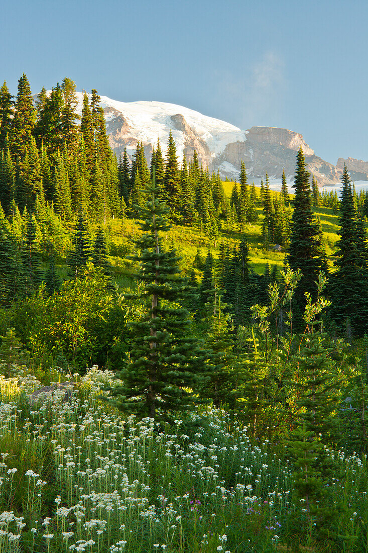 Mount Rainier, from Paradise, Mount Rainier National Park, Washington State, USA