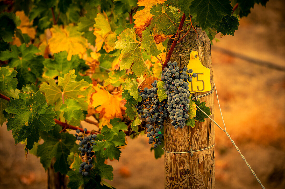 USA, Washington State, Red Mountain. Cabernet Sauvignon grapes and fall colors on the vine leaves.