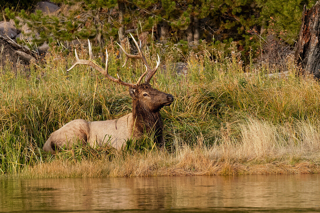 Bull Elk entlang Madison River, Yellowstone-Nationalpark, Wyoming.