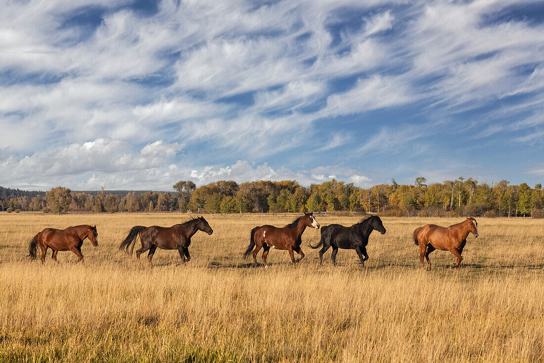 Horses just outside, Grand Teton National Park, Wyoming