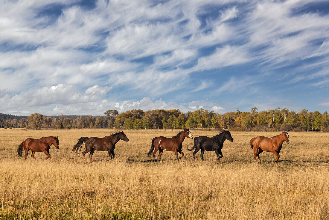 Pferde etwas außerhalb, Grand-Teton-Nationalpark, Wyoming