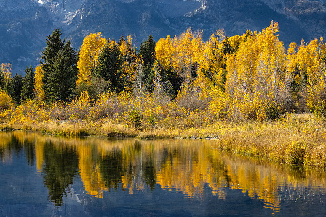 Herbstliche Pappeln reflektieren Biberteich, Schwabacher Landing, Grand-Teton-Nationalpark, Wyoming