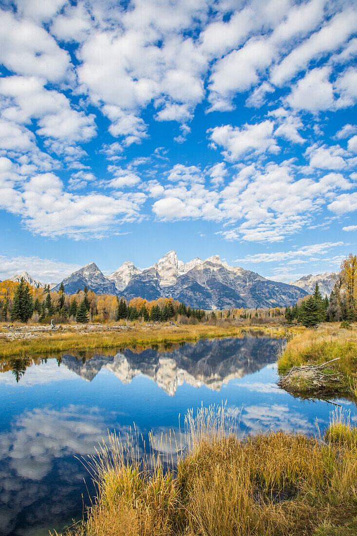 Usa, Wyoming, Grand Teton National Park, autumn color along the Snake River at Schwabacher Landing with the Teton Mountains as a backdrop.