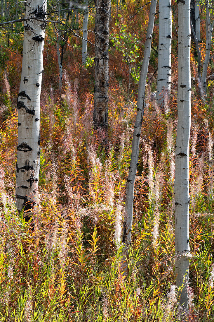 USA, Wyoming. Aspen and fireweed, Medicine Bow National Forest.
