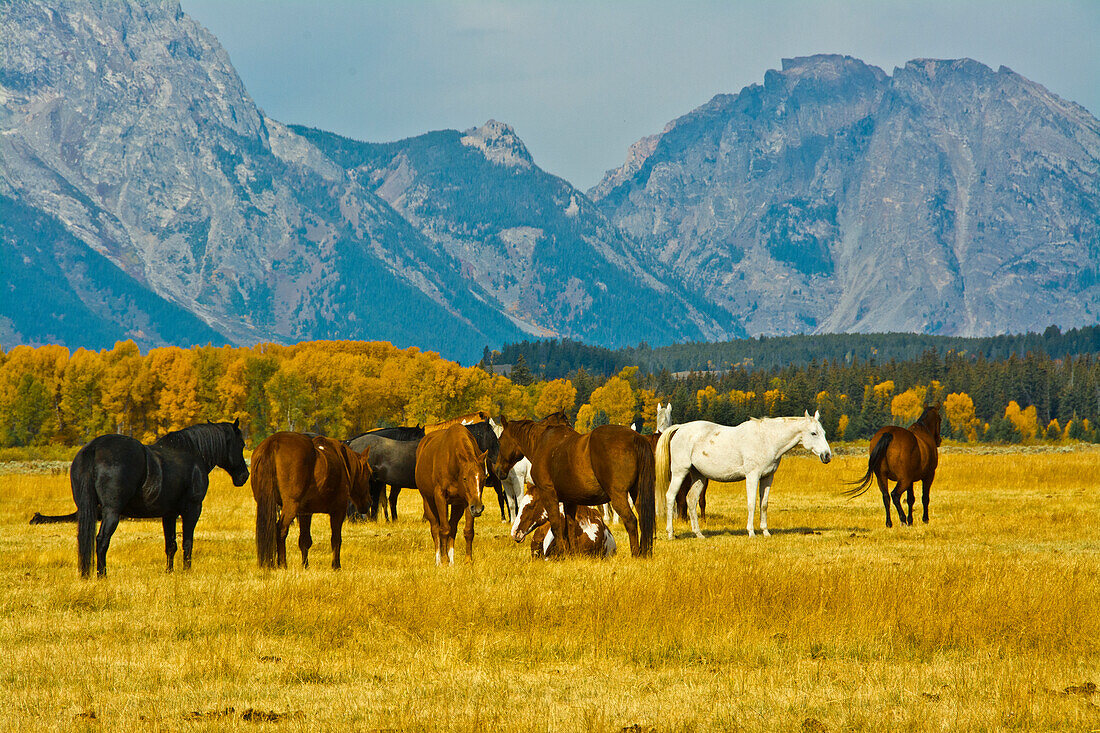 Pferde auf der Wiese, Elk Ranch Flats, Grand-Teton-Nationalpark, Wyoming, Usa
