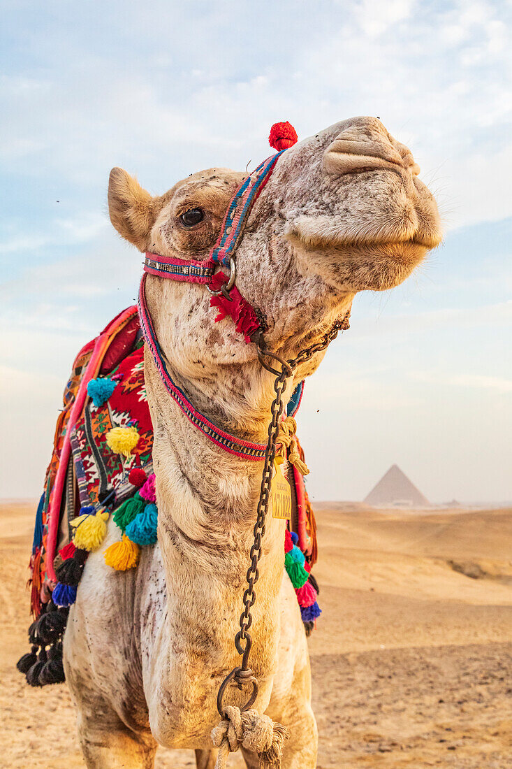 Afrika, Ägypten, Kairo. Hochebene von Gizeh. Kamel in der Nähe der großen Pyramiden von Gizeh.