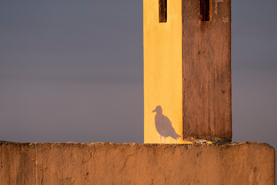 Africa, Morocco, Essaouira. Shadow of seagull at sunrise.