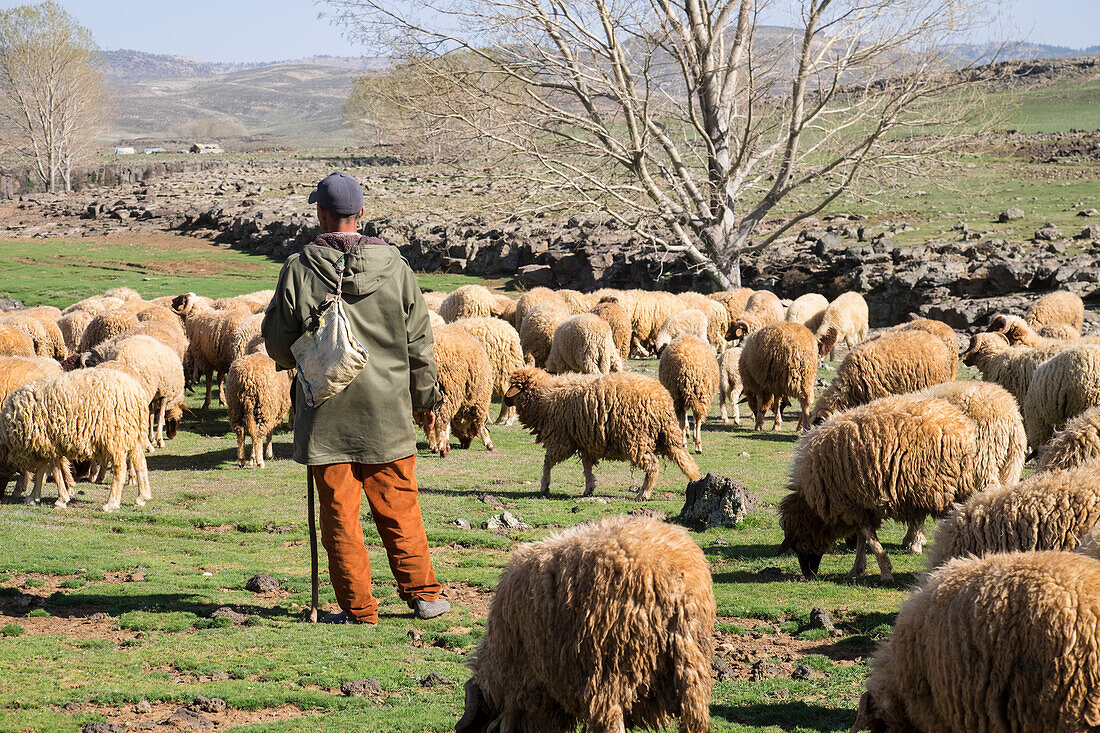 Africa, Morocco,. A man tends his flock of sheep in the High Atlas mountains.
