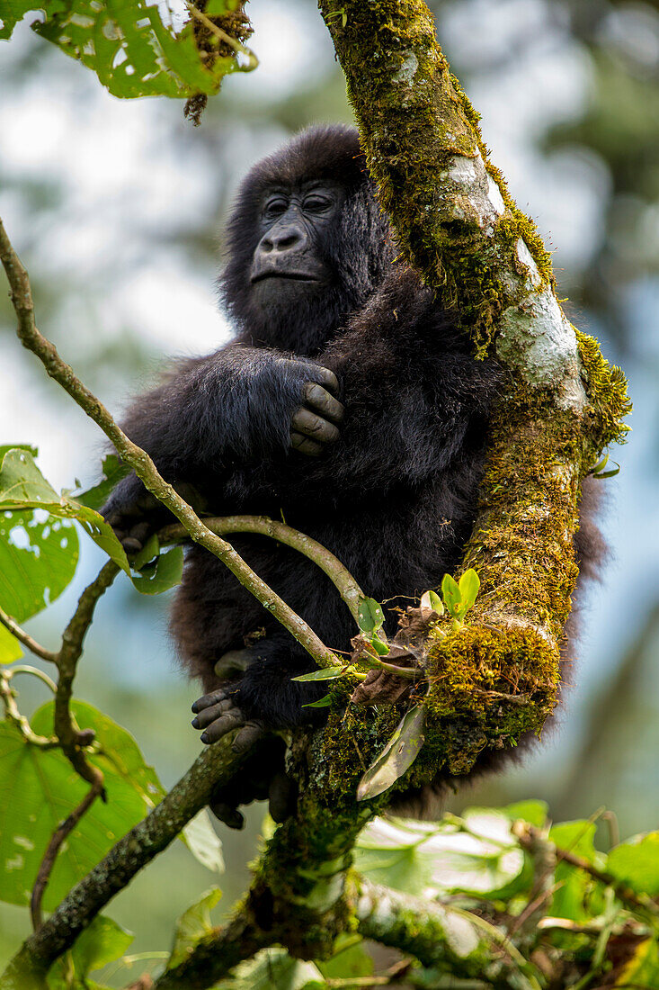 Afrika. Ruanda. Weiblicher Berggorilla (Gorilla gorilla) im Volcanoes-Nationalpark, wo sich die größte verbleibende Gruppe von Berggorillas der Welt befindet.
