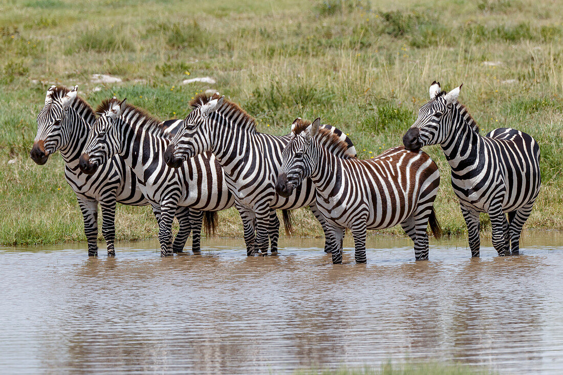 Burchell's Zebra an der Wasserstelle, Serengeti-Nationalpark, Tansania, Afrika