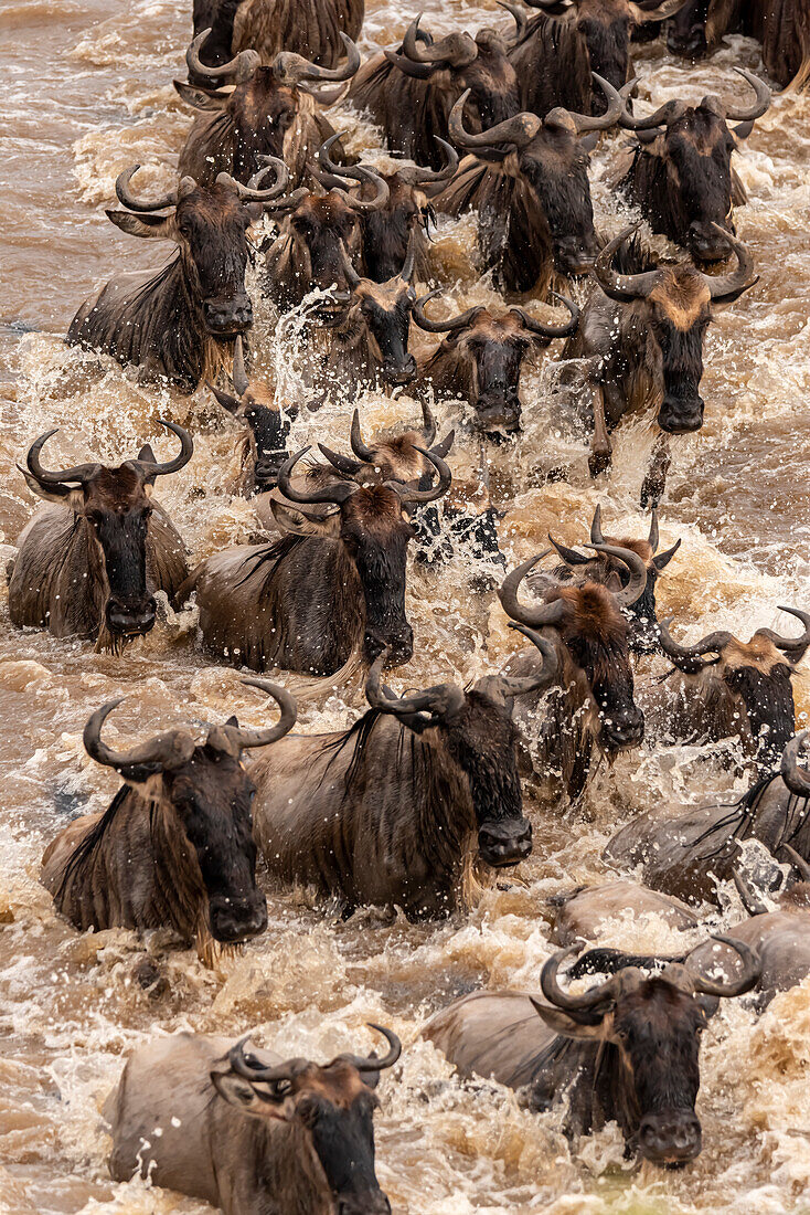 Afrika, Tansania, Serengeti-Nationalpark. Gnus überqueren den Mara-Fluss.