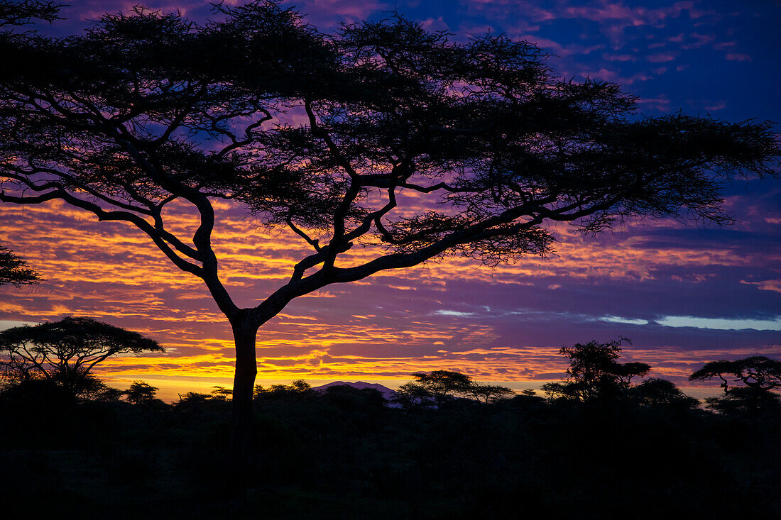 Africa. Tanzania. Morning sunrise at Ndutu in Serengeti NP.