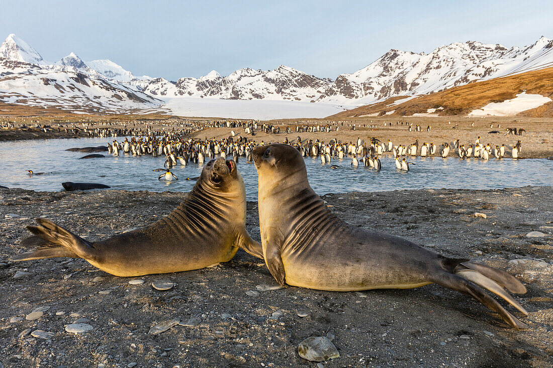 South Georgia Island, St. Andrew's Bay. Elephant seal pups in front of king penguins.