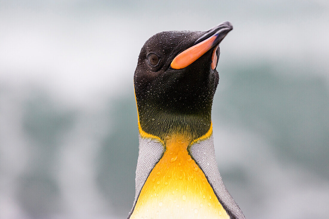 South Georgia Island, Salisbury Plains. King penguin portrait.