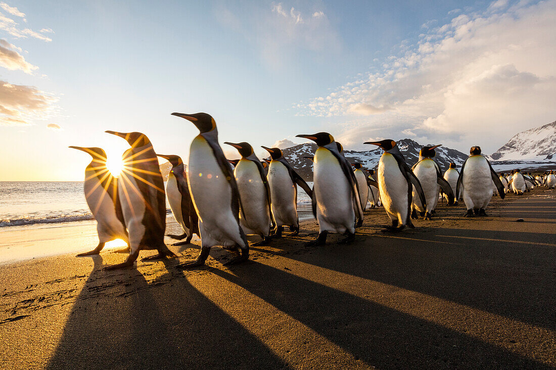 South Georgia Island, St. Andrew's Bay. King penguins walk on beach at sunrise.