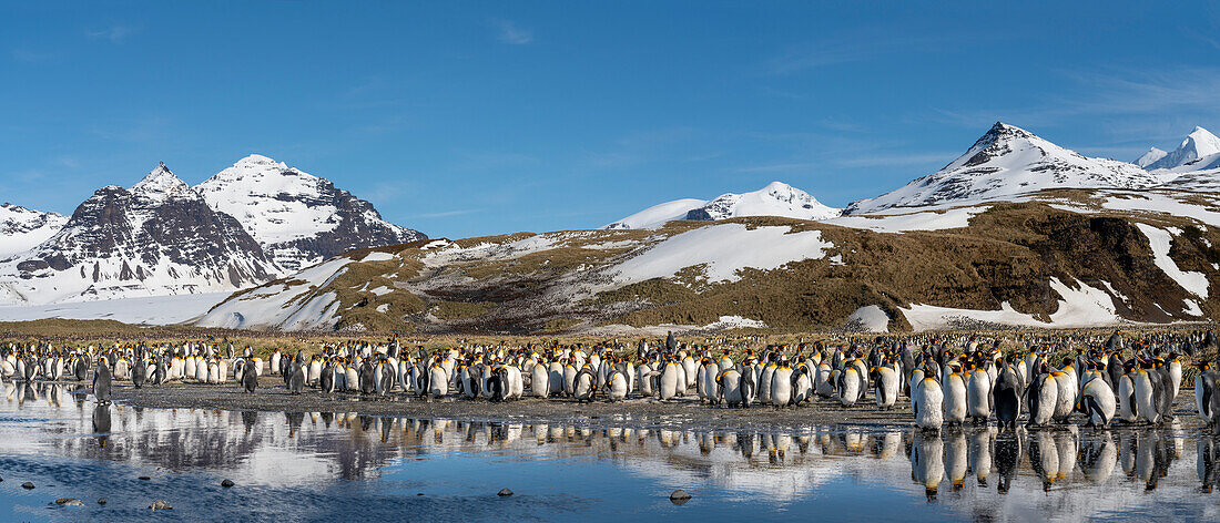 Antarctica, South Georgia Island, Salisbury Plain. Panoramic of king penguins reflecting in meltwater pond.