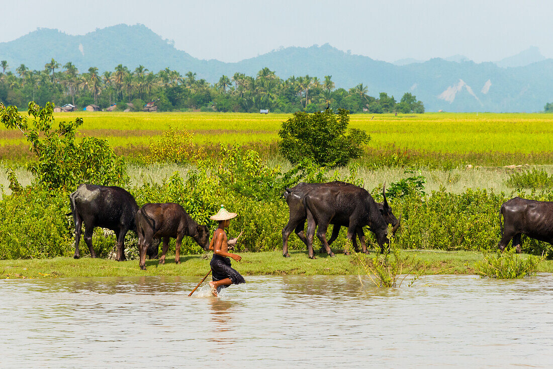 Wasserbüffel am Ufer des Kaladan-Flusses, zwischen Mrauk-U und Sittwe, Rakhine State, Myanmar