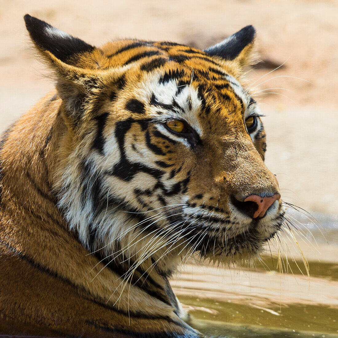 Asien. Indien. Bengaltigerweibchen (Pantera tigris tigris) genießt die Kühle eines Wasserlochs im Bandhavgarh Tiger Reserve.