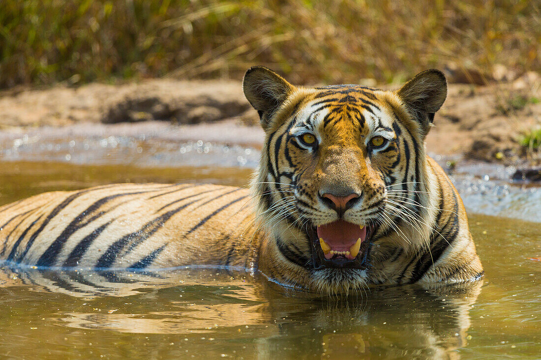 Asien. Indien. Männlicher bengalischer Tiger (Pantera tigris tigris) genießt die Kühle eines Wasserlochs im Bandhavgarh-Tigerreservat.