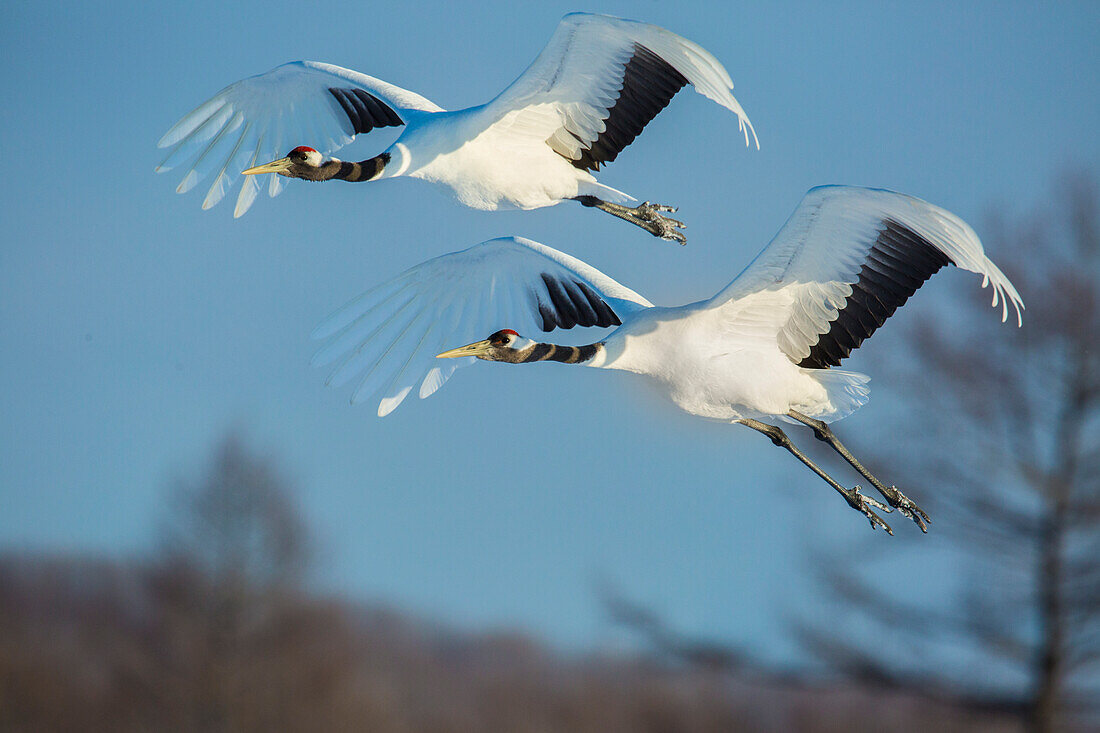 Japan, Hokkaido. Japanese cranes flying.