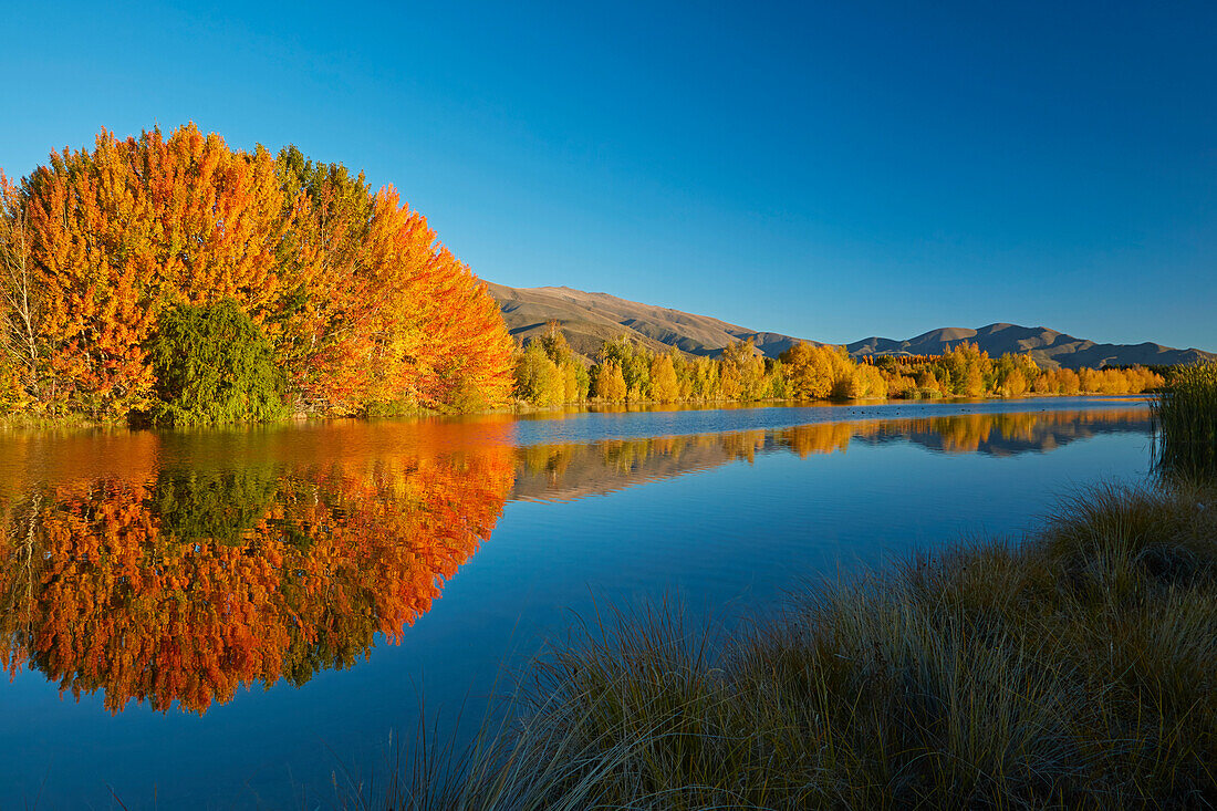 Herbstliche Reflektionen im Kellands Pond, nahe Twizel, Mackenzie District, South Canterbury, Südinsel, Neuseeland