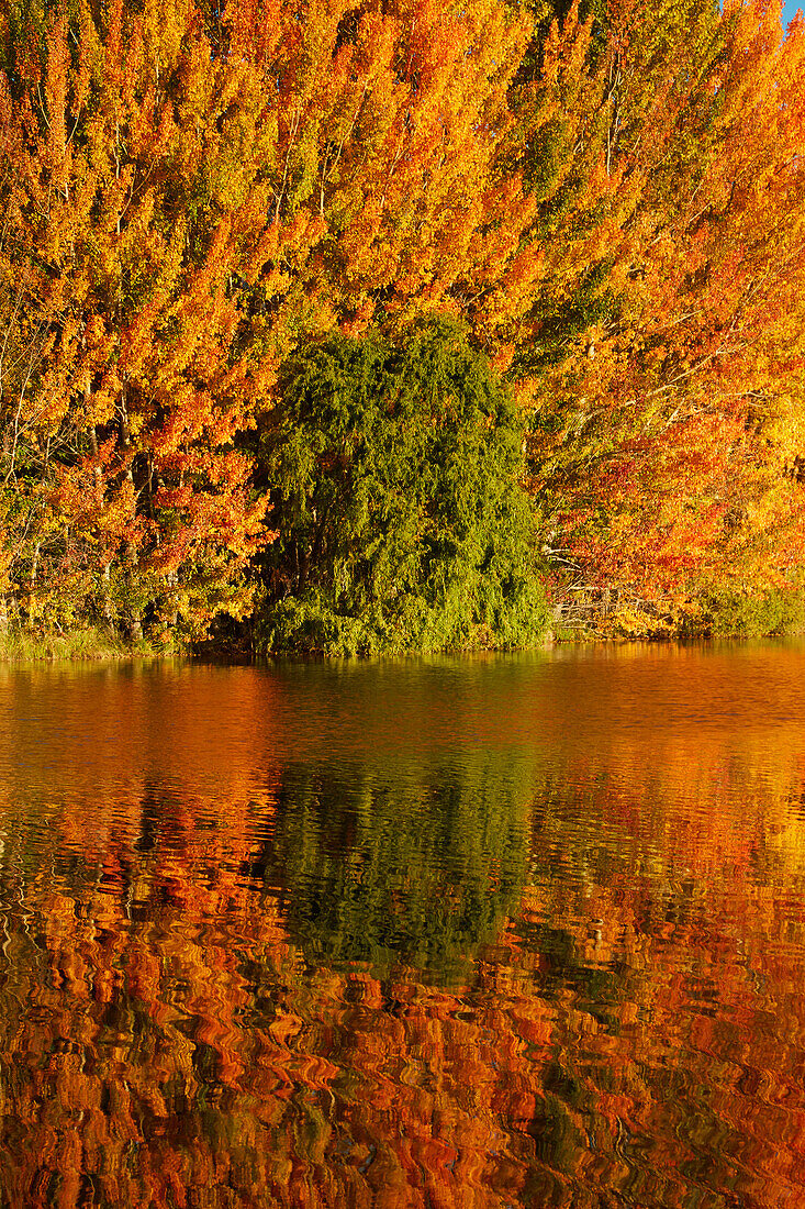 Herbstliche Reflektionen im Kellands Pond, nahe Twizel, Mackenzie District, South Canterbury, Südinsel, Neuseeland