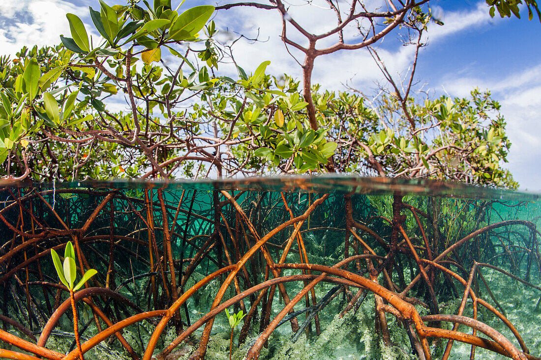 Ober- und Unterwasseransicht einer Mangrove mit jungem Schnapper und Stachelmakrele