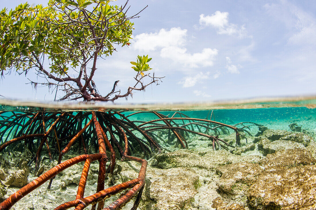 Über- und Unterwasseraufnahme eines Mangrovenbaums in klaren tropischen Gewässern mit blauem Himmel im Hintergrund bei Staniel Cay, Exuma, Bahamas