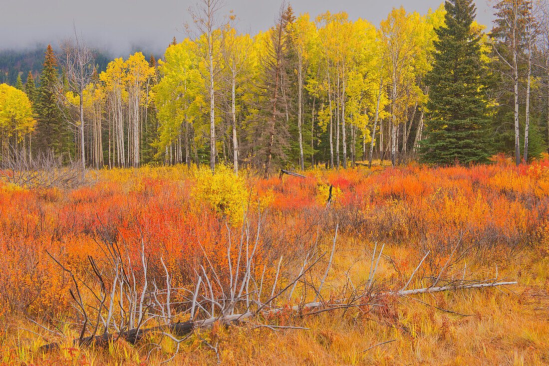 Kanada, Alberta, Banff-Nationalpark. Bow Valley in Herbstfarben.