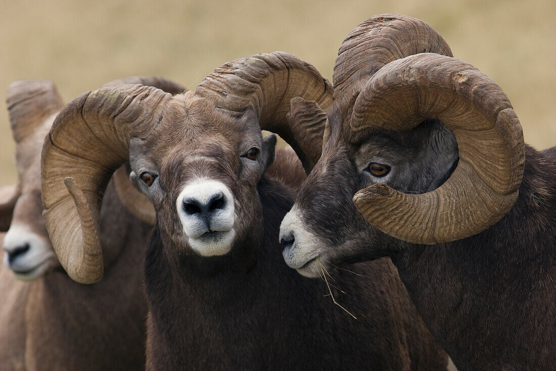 Rocky Mountain Bighorn Sheep Rams