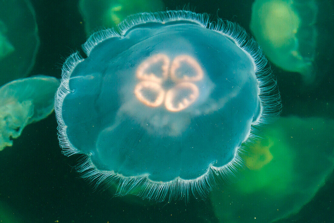 Canada, British Columbia, Inside Passage. Moon jelly fish at Hakai Beach Institute.