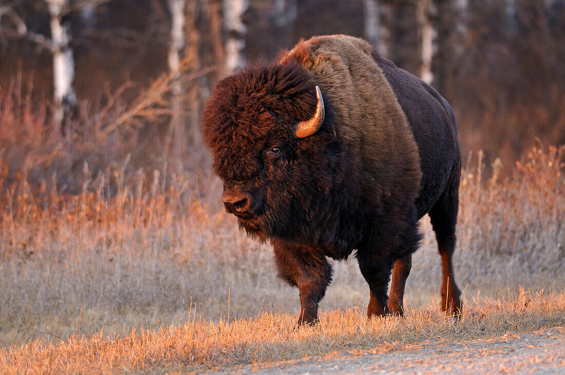 Canada, Manitoba, Riding Mountain National Park. Close-up of male American plains bison.