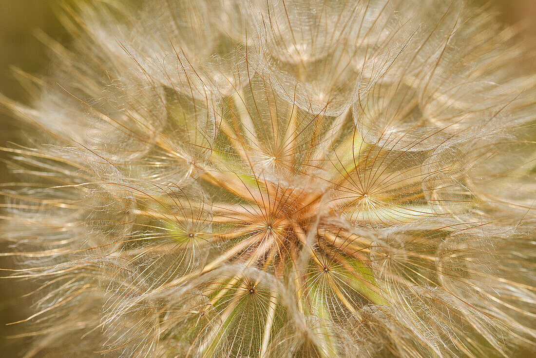 Kanada, Ontario, Sioux Narrows. Ziegenbart-Blume, Nahaufnahme.