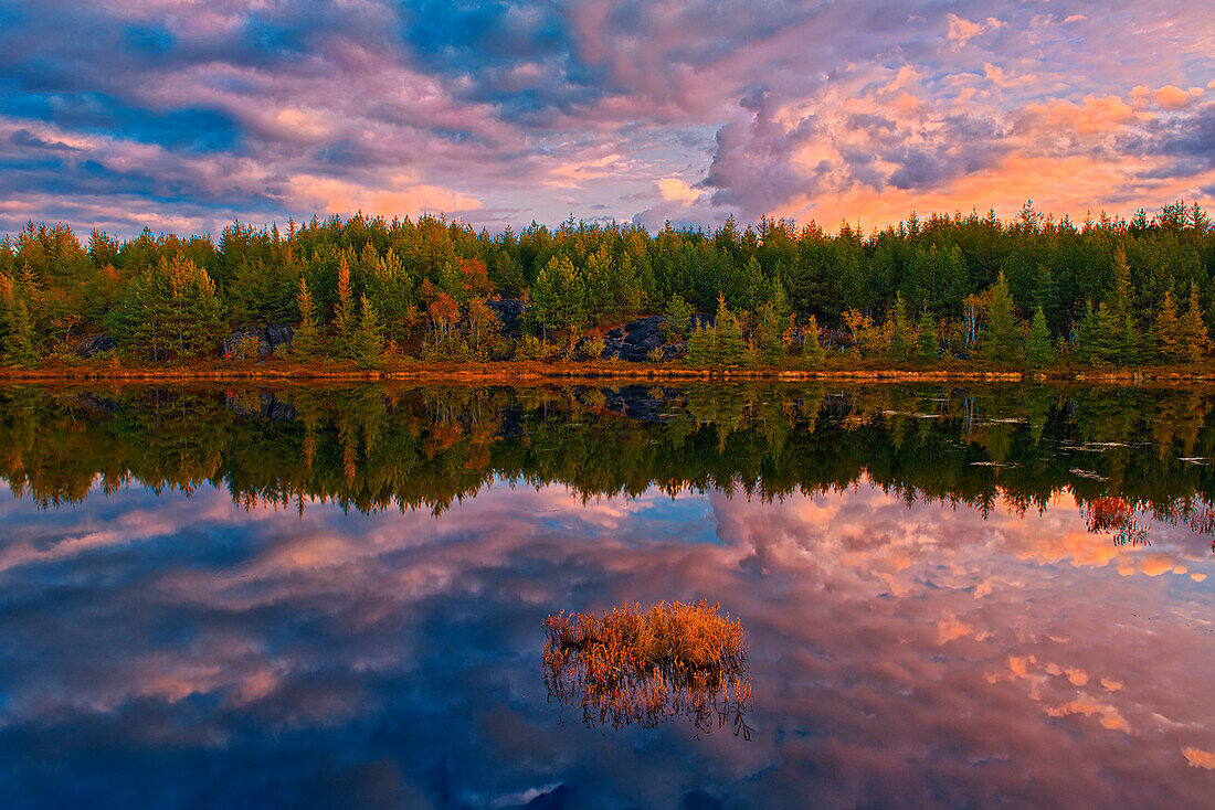 Canada, Ontario, Greater Sudbury. Lake grasses and cloud reflections at sunrise.