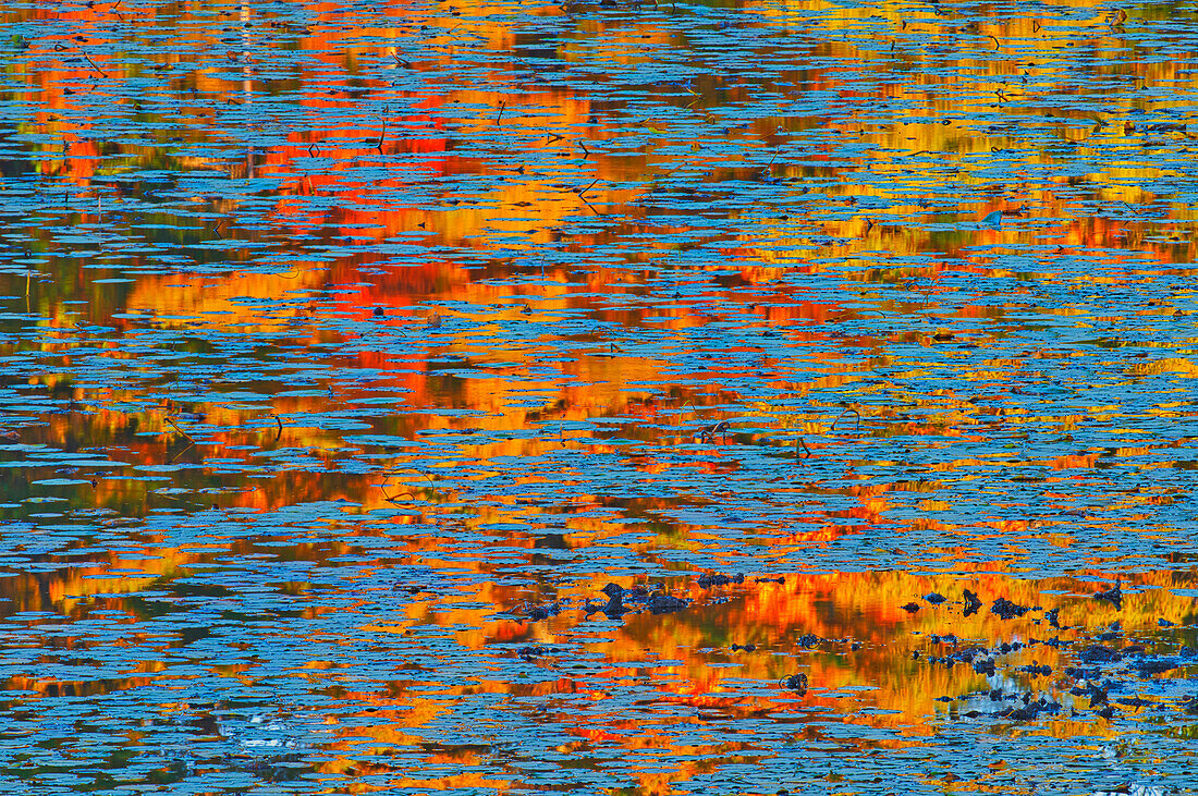 Kanada, Ontario, Minden. Spiegelung eines herbstlich gefärbten Waldes in einem Teich mit Seerosenblättern.