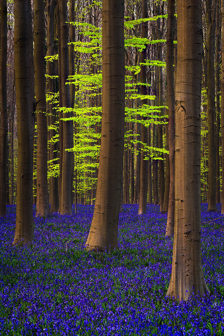 Belgien. Hallerbos Wald mit Bäumen und Glockenblumen.