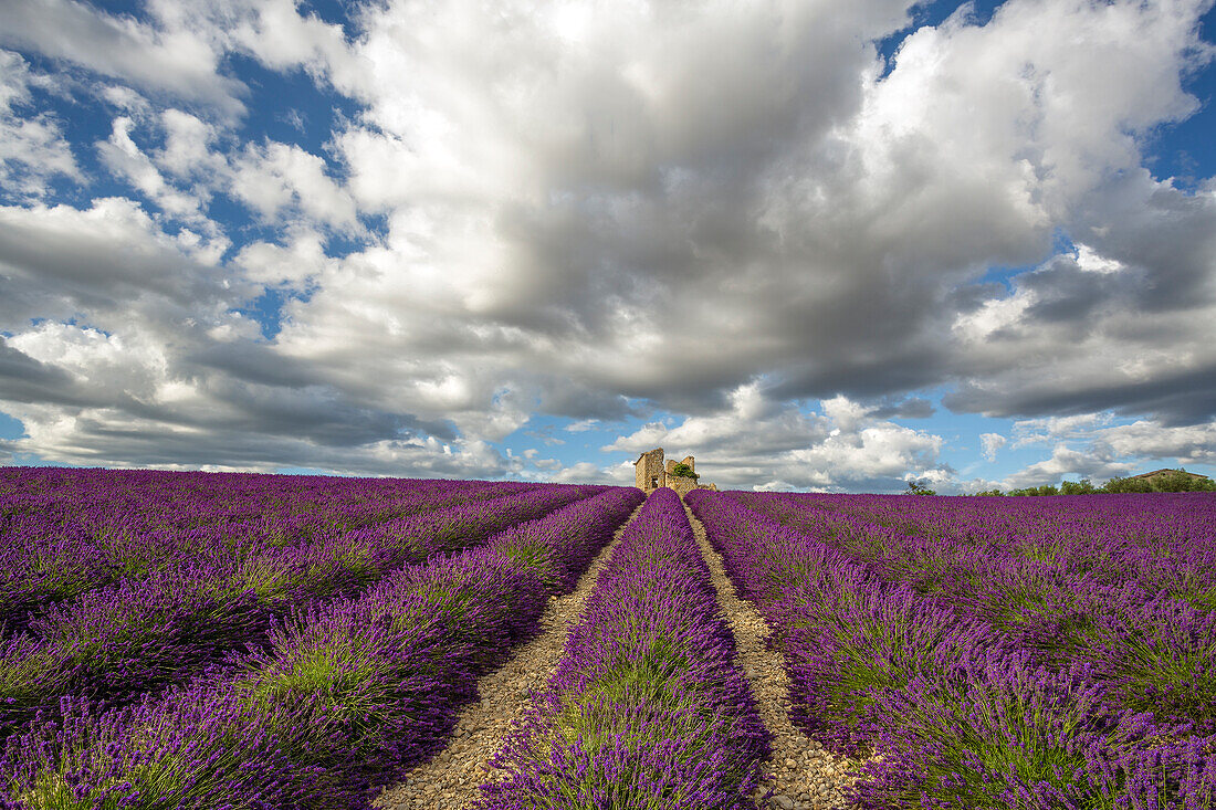 Frankreich, Provence, Valensole-Hochebene. Lavendelreihen und Ruine eines Steinhauses.