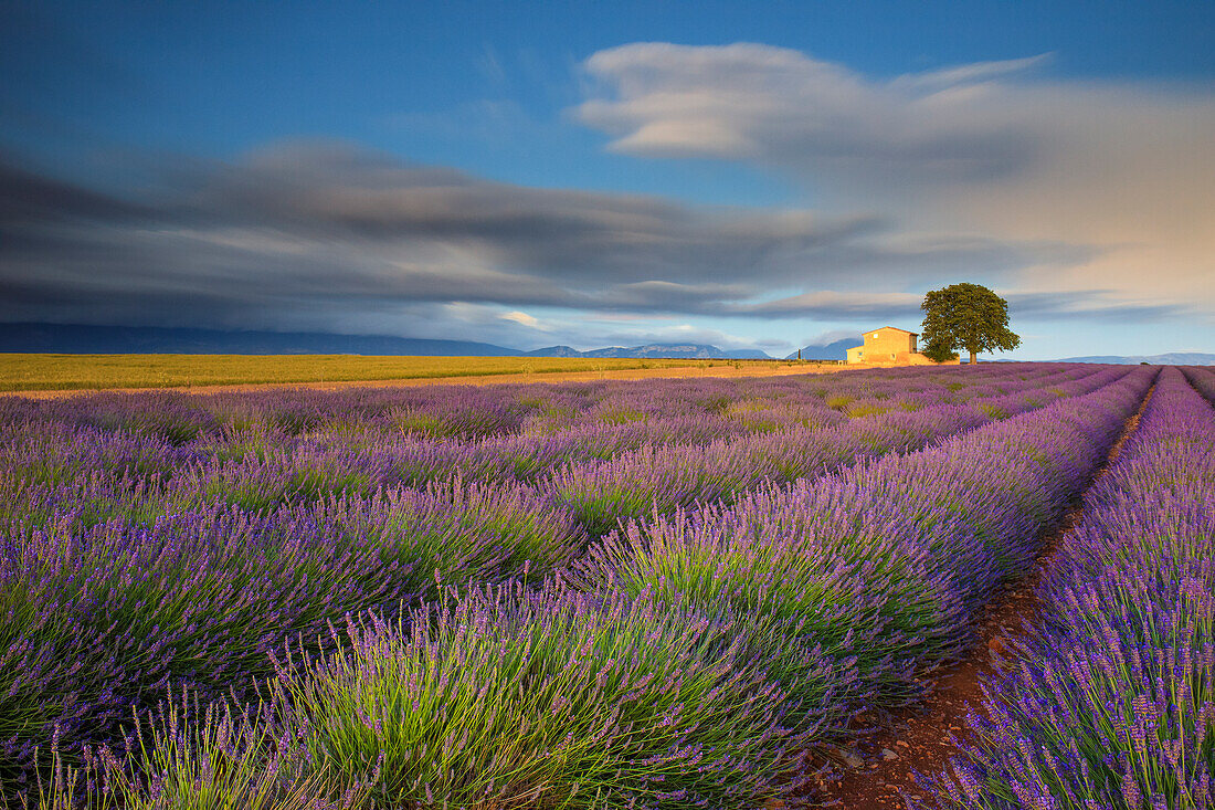 France, Provence, Valensole Plateau. Lavender rows and farmhouse.