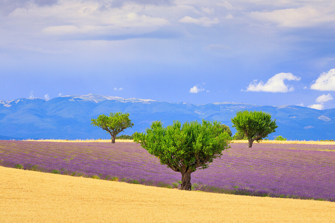 Frankreich, Provence, Valensole-Hochebene. Lavendelfeld und Bäume.