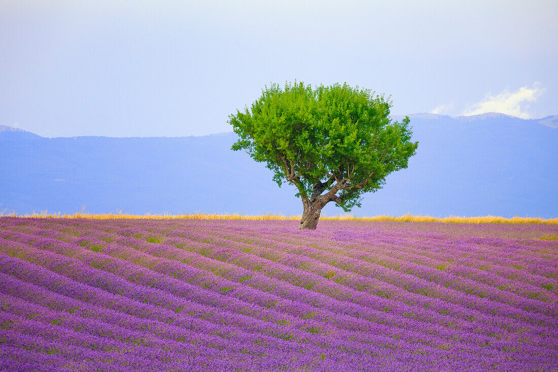 Frankreich, Provence, Valensole-Hochebene. Lavendelfeld und Baum.