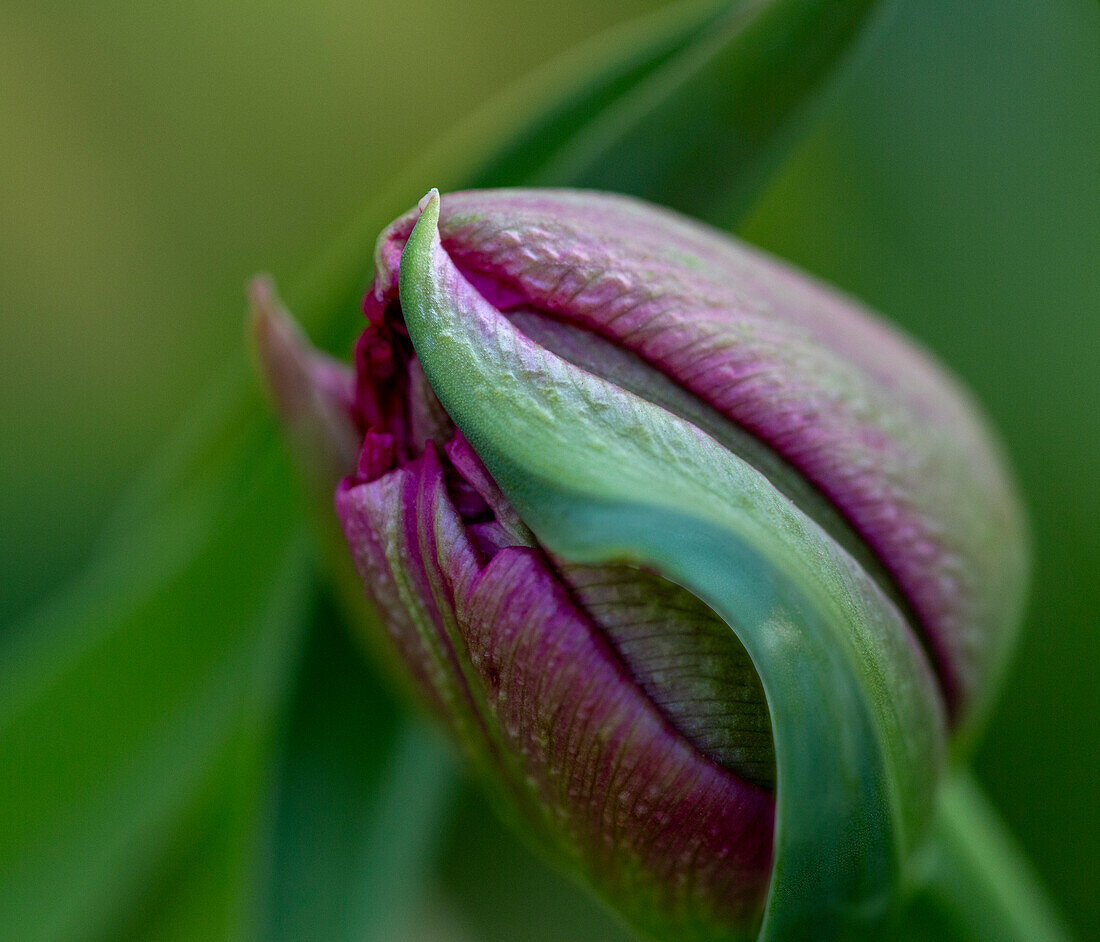 Frankreich, Giverny. Nahaufnahme einer violetten Tulpenknospe.