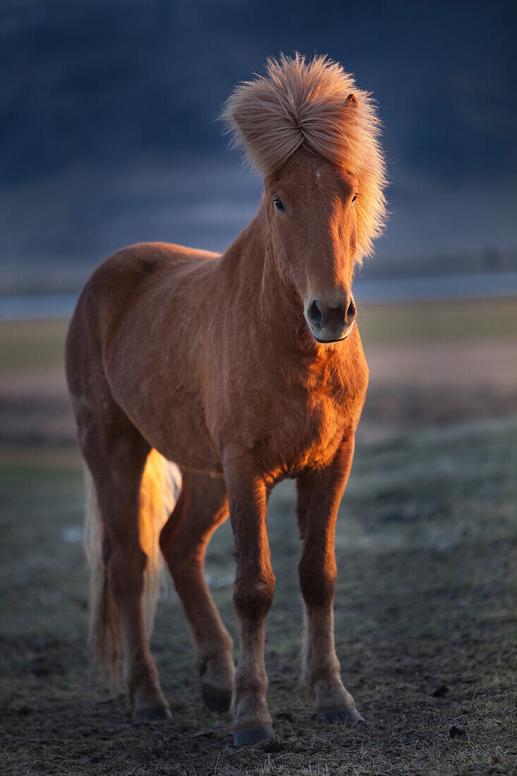 Iceland. Icelandic horse at sunset.